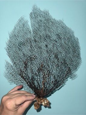 Natural Sea Fan Coral Brown Copper Large Diving Display Piece